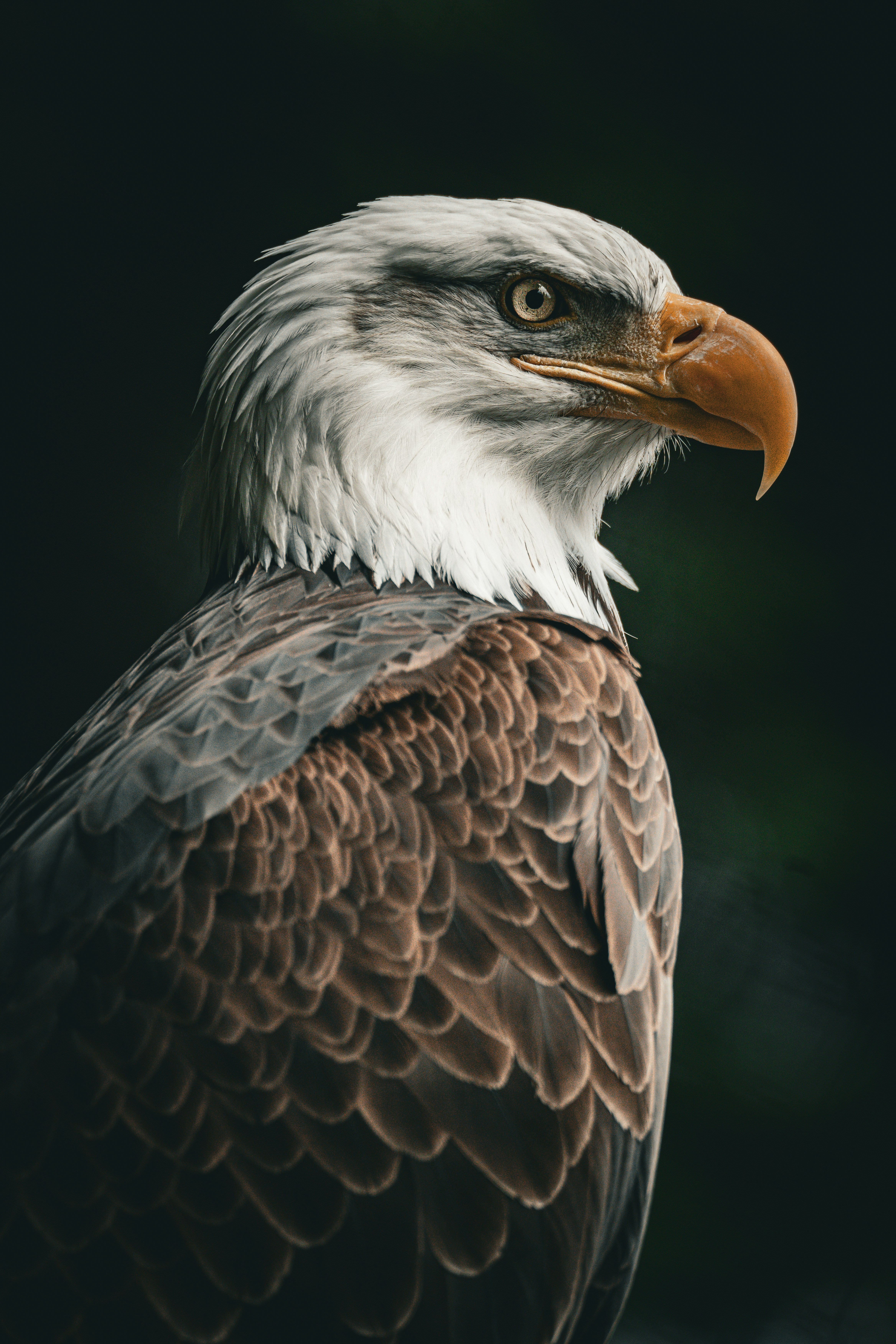Capitali eagle emblem